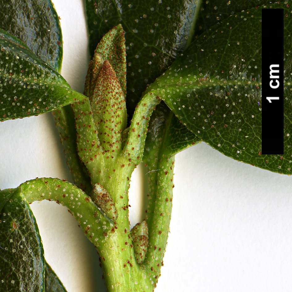 High resolution image: Family: Ericaceae - Genus: Rhododendron - Taxon: glaucophyllum